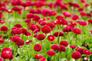 Red flowers being ganesha's favourite.