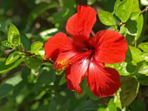 red hibiscus offered to ganesha